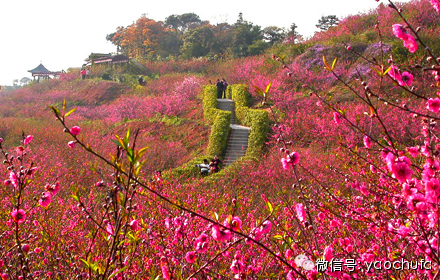 南海西樵山可谓为广东人"量身定做"的赏桃花胜地